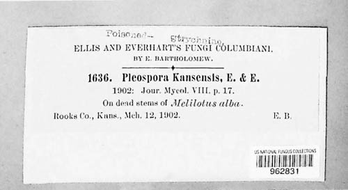 Cilioplea kansensis image